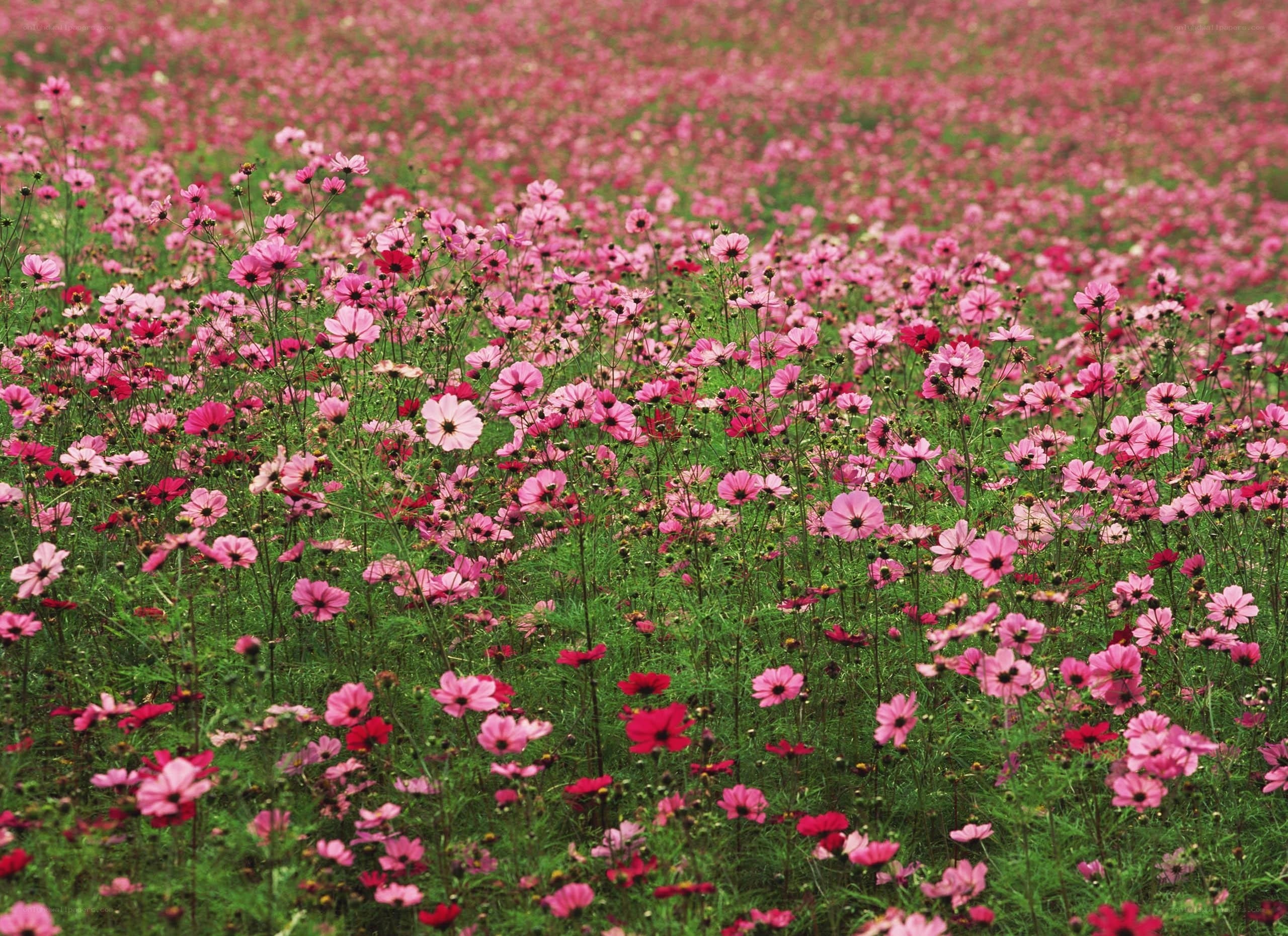 Pink cosmos field in bloom