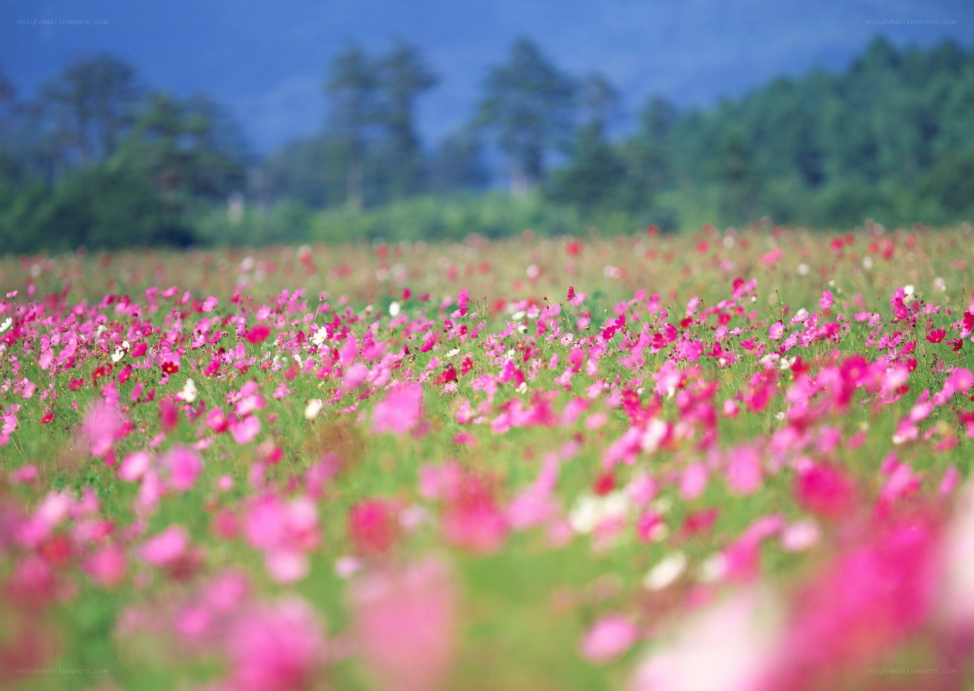 Pink cosmos field in bloom