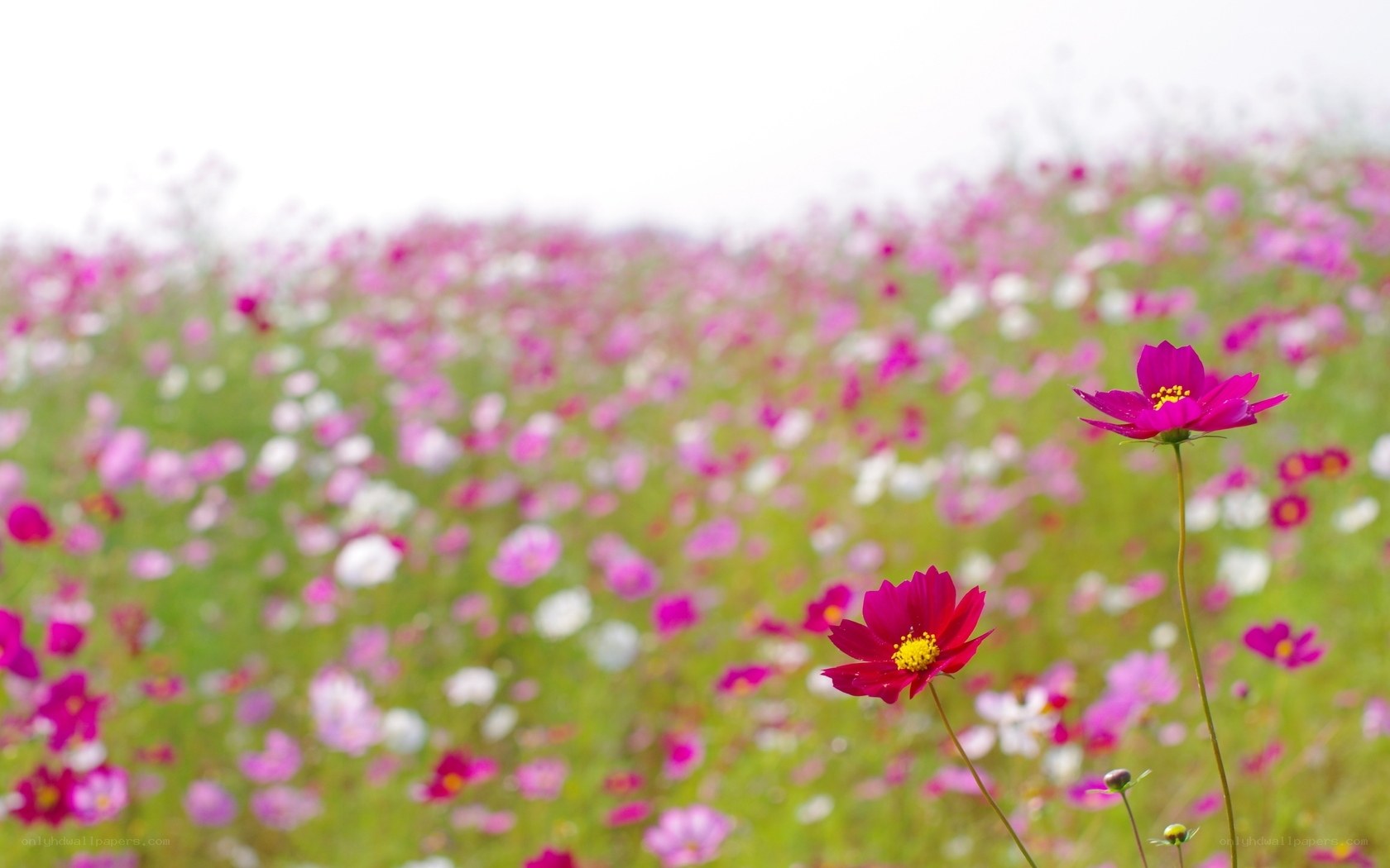 Pink cosmos field in bloom