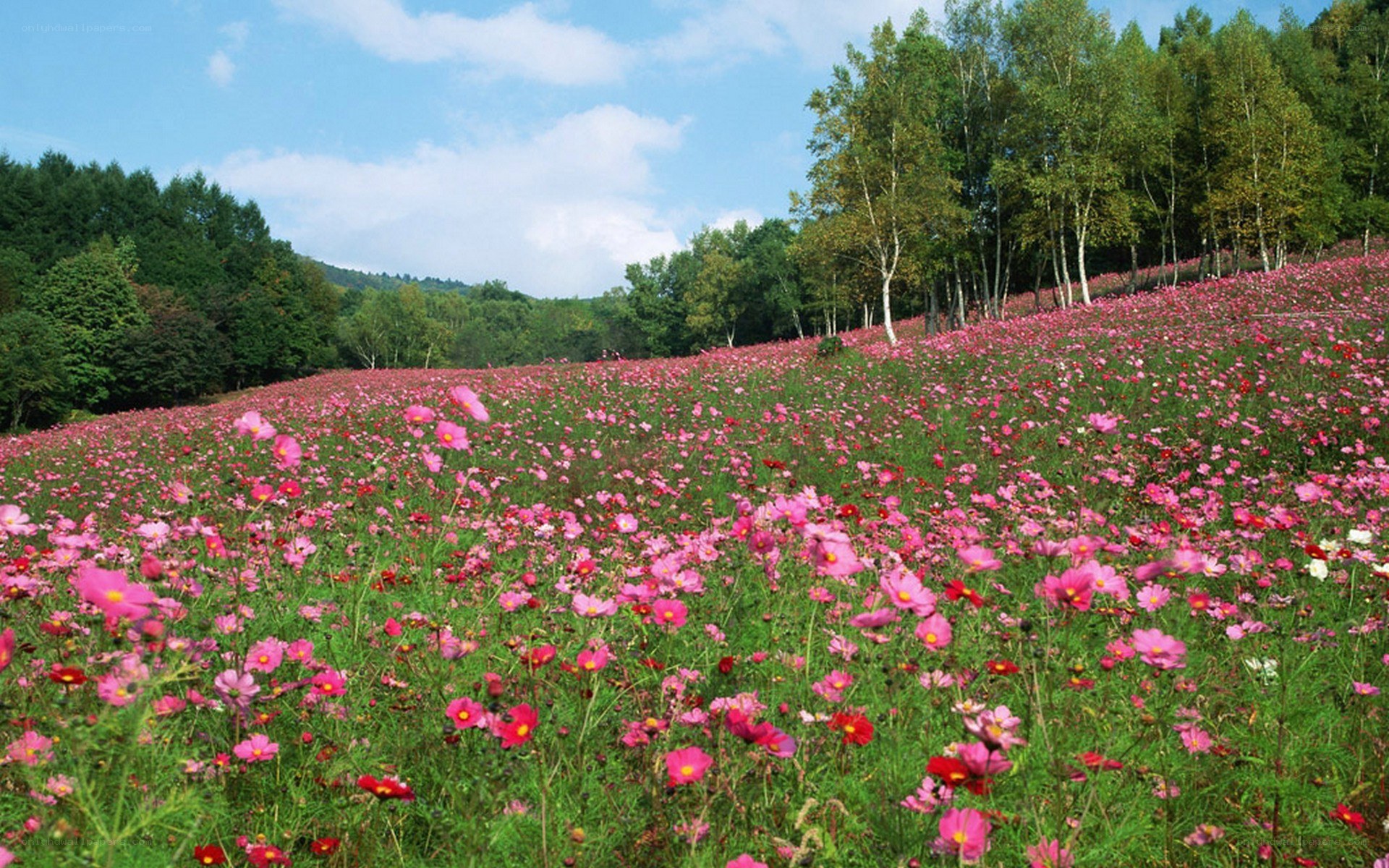 Pink cosmos field in Japan