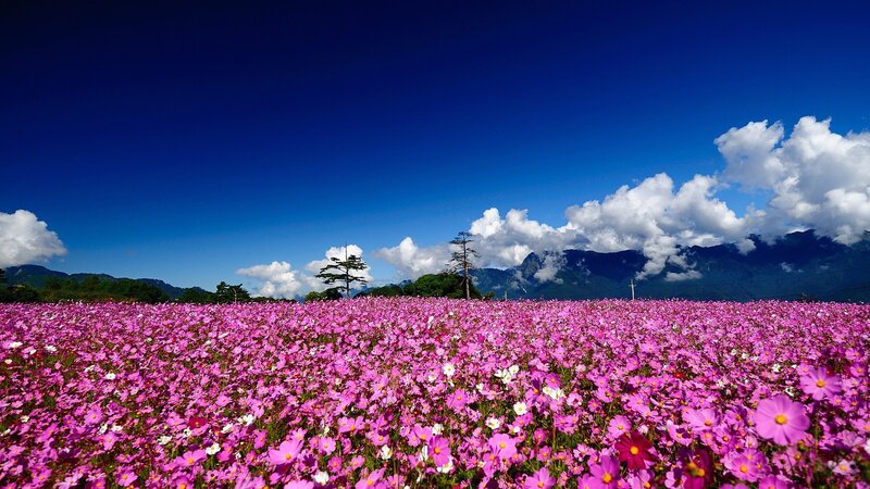 Pink Cosmos Field — Purple, Serene