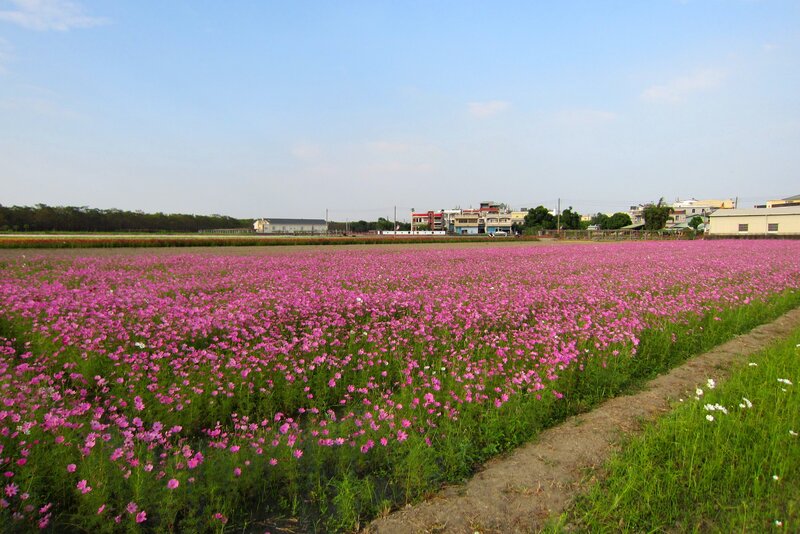 Pink Cosmos Field — Serene, Afternoon, Photograph, Flowers
