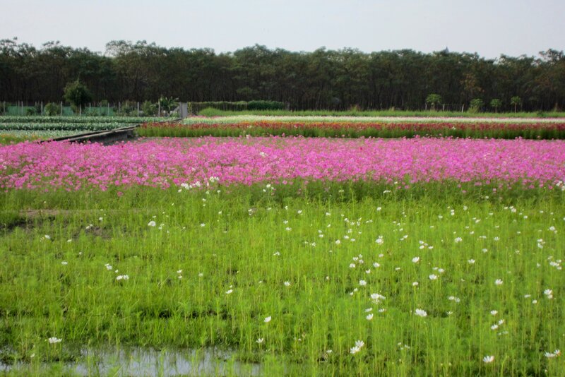 Pink Cosmos Field — Serene, Afternoon, Photograph, Green Grass