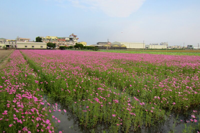 Pink Cosmos Field — Serene, Afternoon