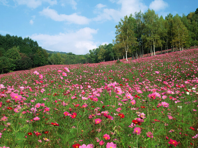 Pink Cosmos Field — Serene, Summer, Photograph
