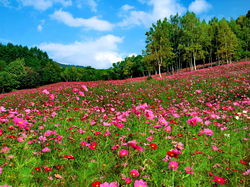 Pink Cosmos Field — Serene, Summer