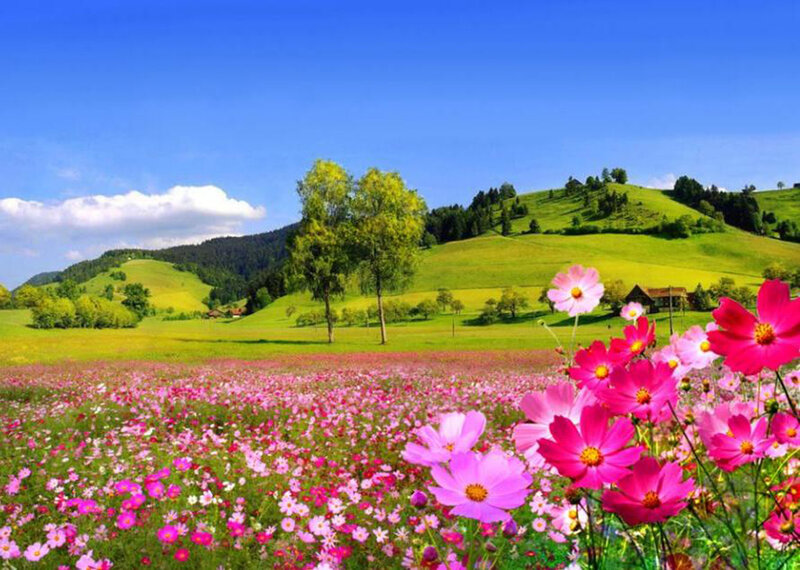 Pink Cosmos Field — Serene