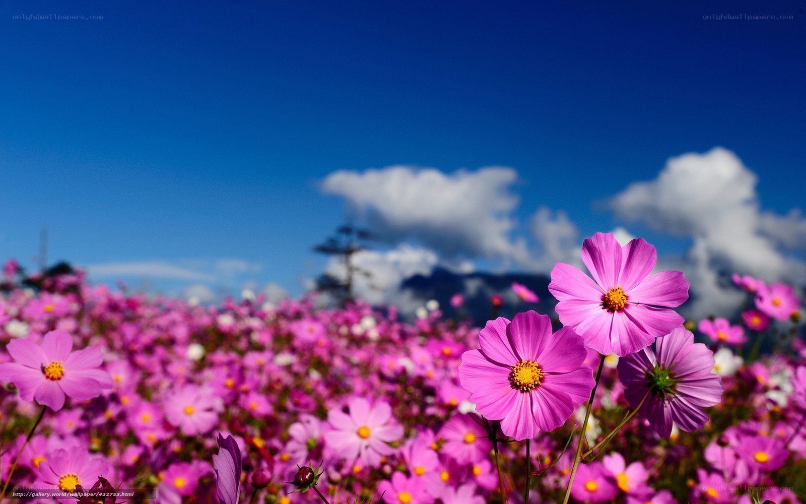 Pink cosmos field under blue sky