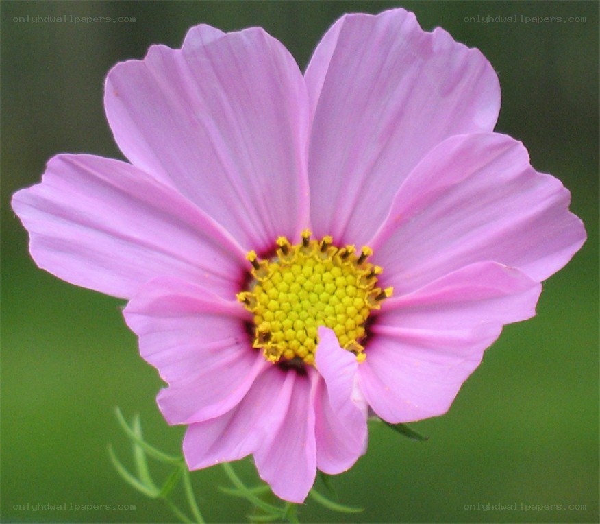 pink cosmos flower