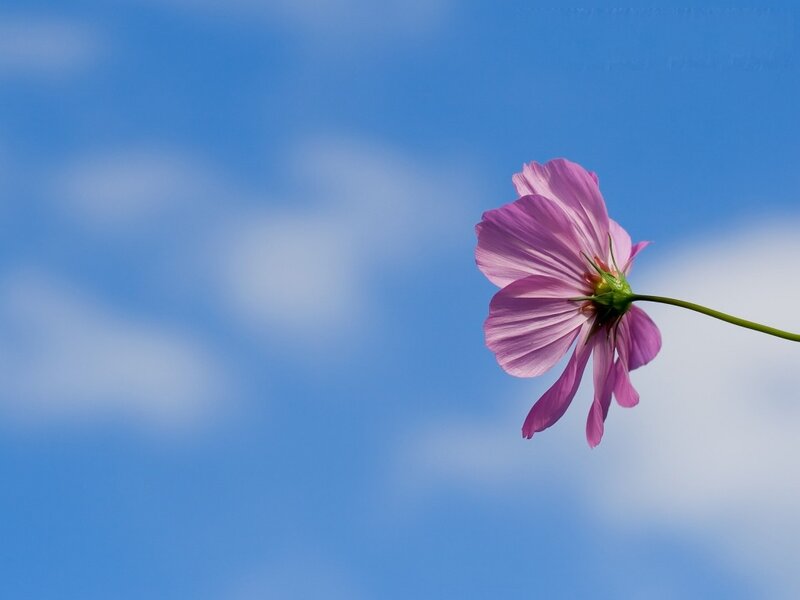 Pink Cosmos Flower — Blue, Serene