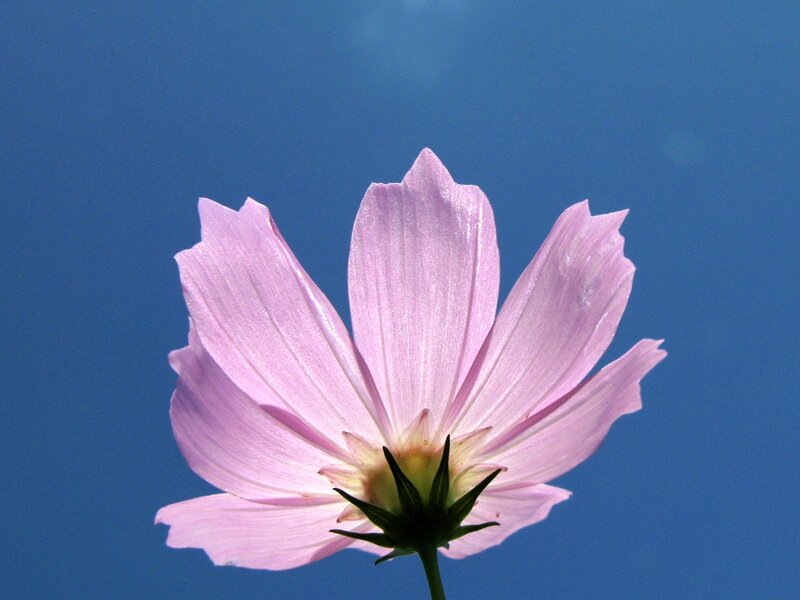 Pink Cosmos Flower — Blue
