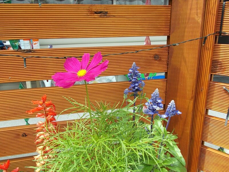 Pink Cosmos Flower — Calm, Afternoon, Photograph, Blue Flowers