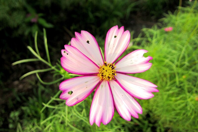 Pink Cosmos Flower — Calm, Afternoon