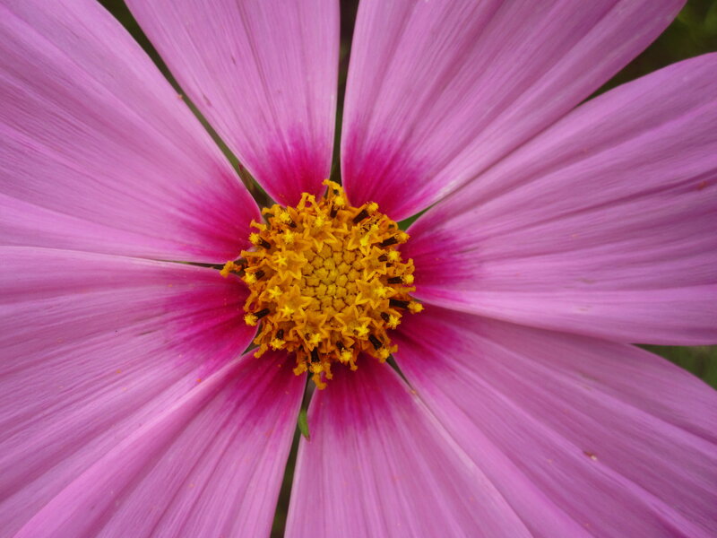 Pink Cosmos Flower — Calm, Photograph