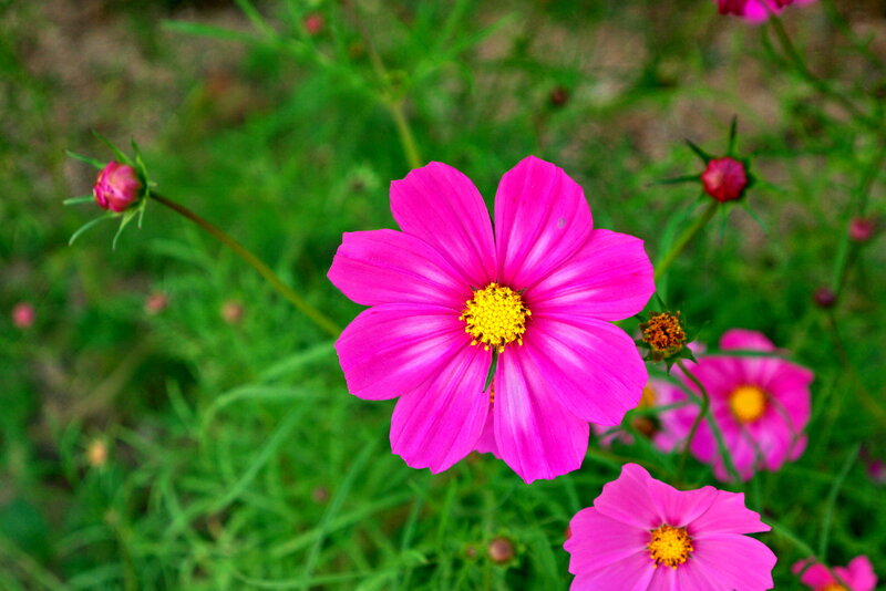 Pink Cosmos Flower — Calm, Summer