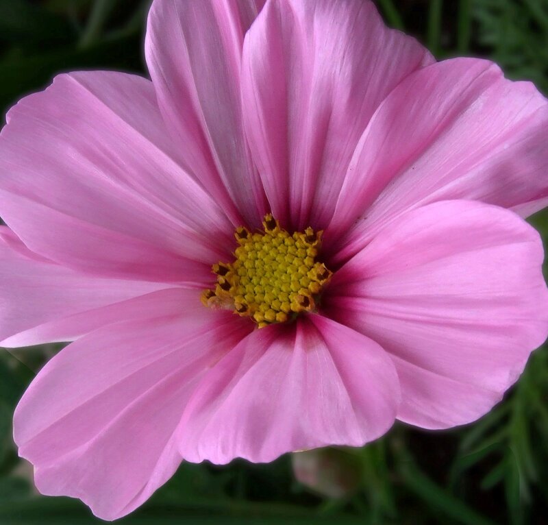 Pink Cosmos Flower — Calm