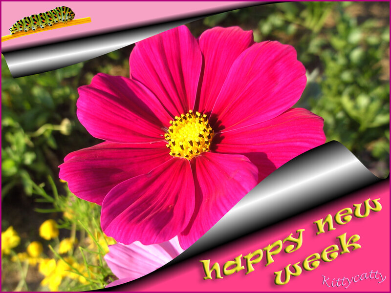 Pink Cosmos Flower — Cheerful