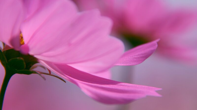 pink cosmos flower close-up
