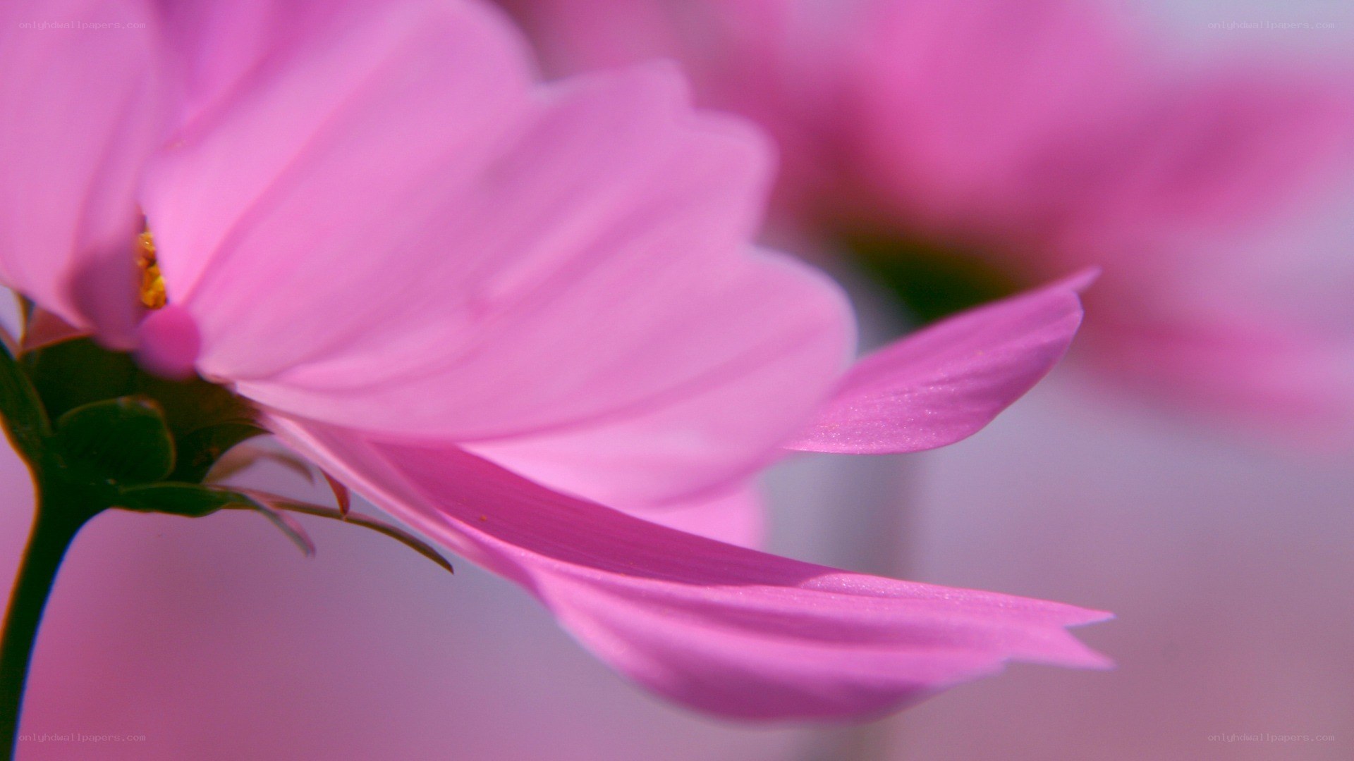 pink cosmos flower close-up