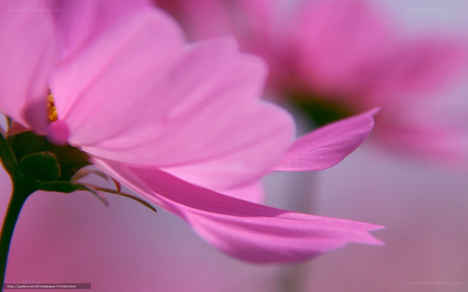 pink cosmos flower close-up