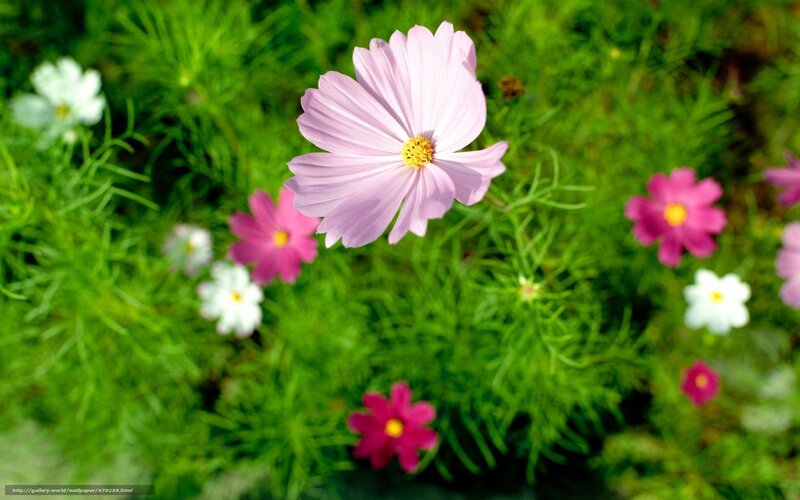 Pink Cosmos Flower — Green, Serene, Afternoon