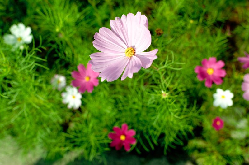 Pink Cosmos Flower — Green, Serene