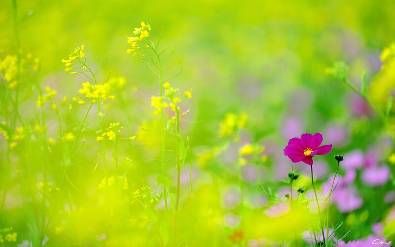 Pink Cosmos Flower — Green