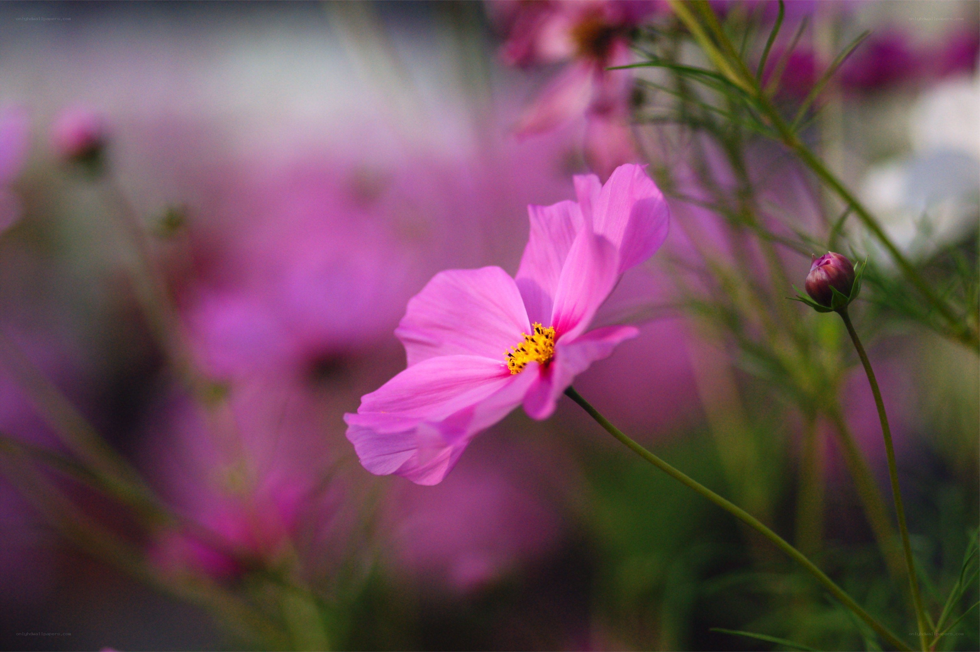 Pink cosmos flower in bloom