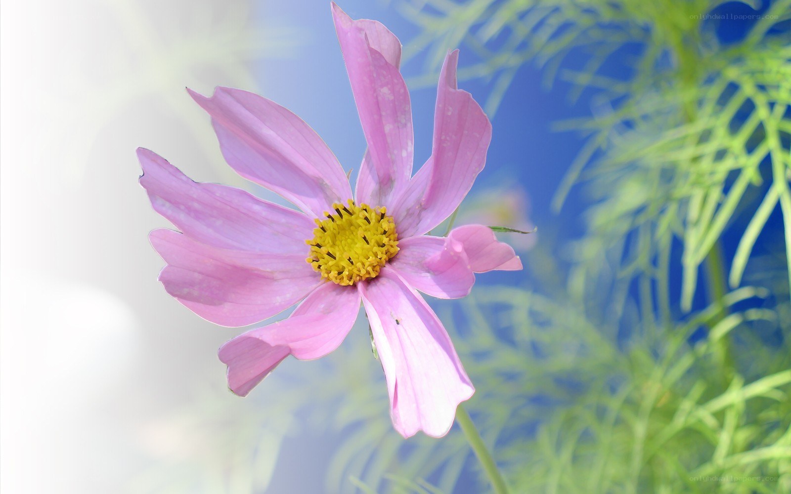 Pink cosmos flower in bloom
