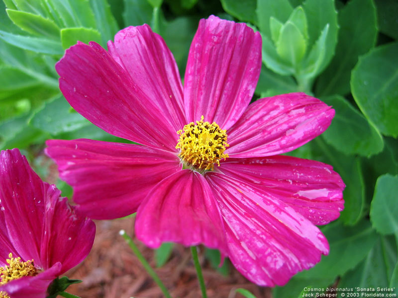 Pink cosmos flower in bloom