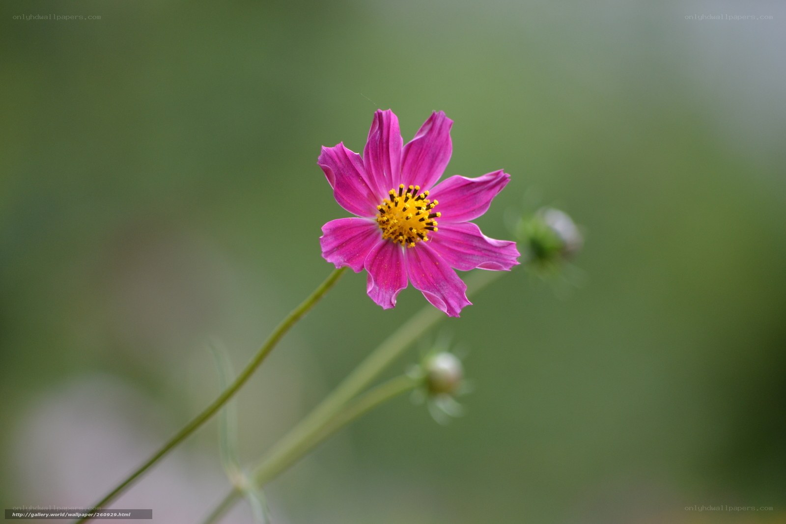 Pink cosmos flower in bloom