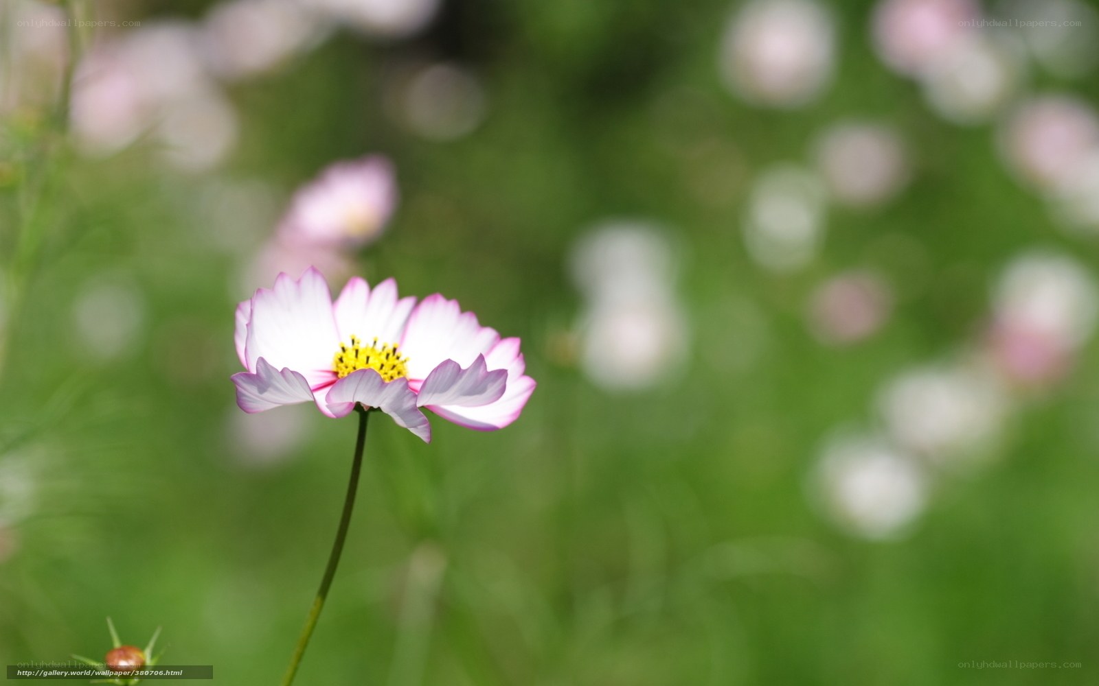 Pink cosmos flower in field