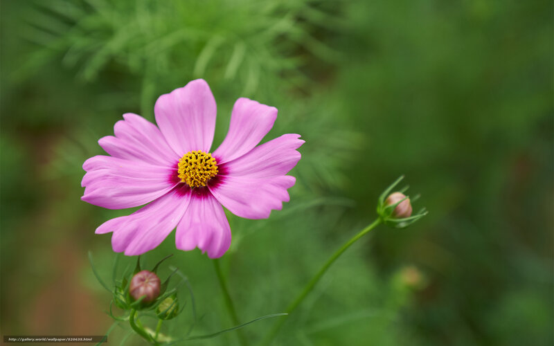 Pink cosmos flower in garden