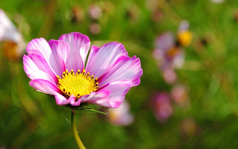 Pink cosmos flower in garden
