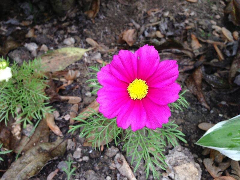 pink cosmos flower in garden
