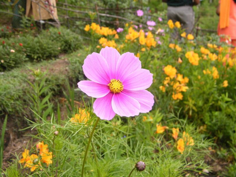 Pink cosmos flower in garden