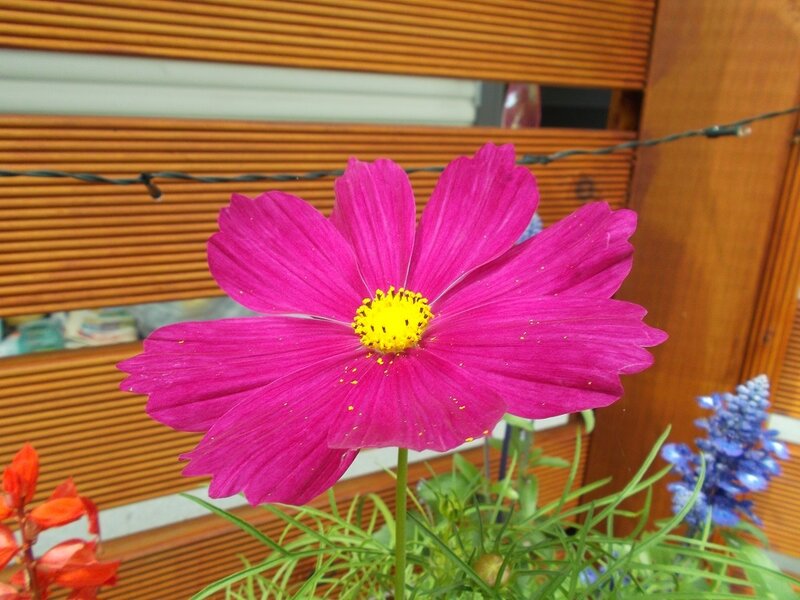 Pink Cosmos Flower — Magenta, Calm, Afternoon