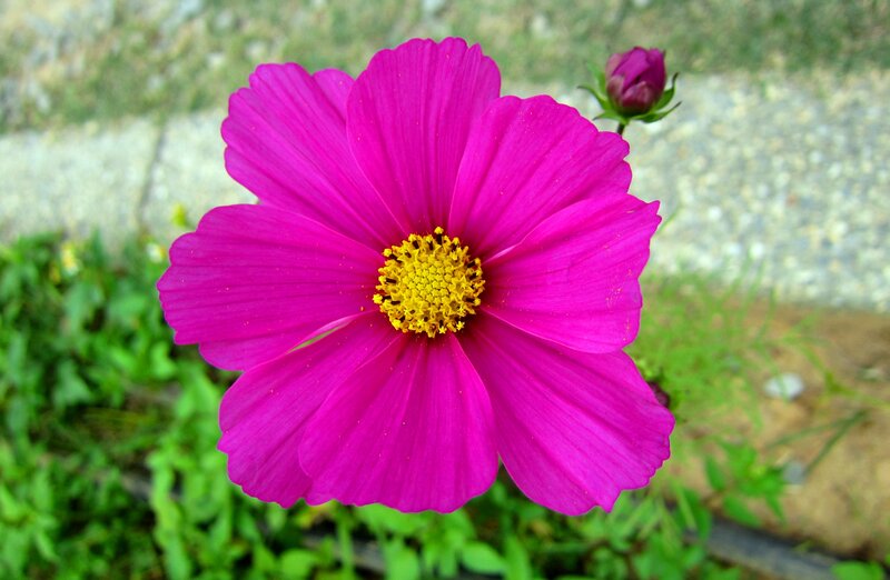 Pink Cosmos Flower — Magenta, Calm