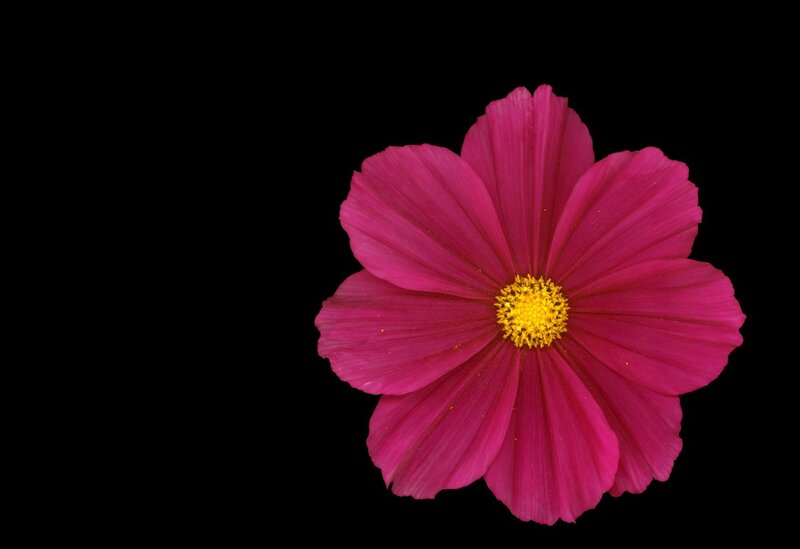 Pink Cosmos Flower — Magenta, Dramatic