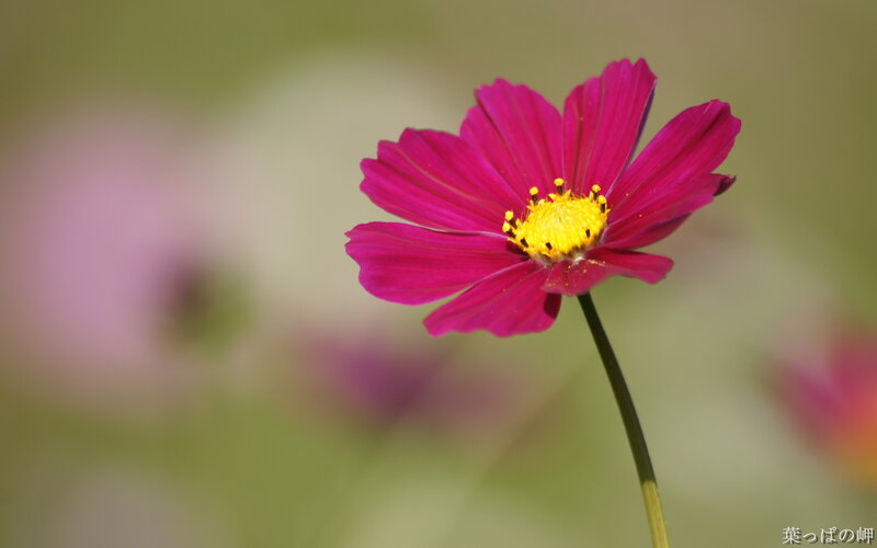 Pink Cosmos Flower — Magenta, Serene, Afternoon, Photograph, Stem