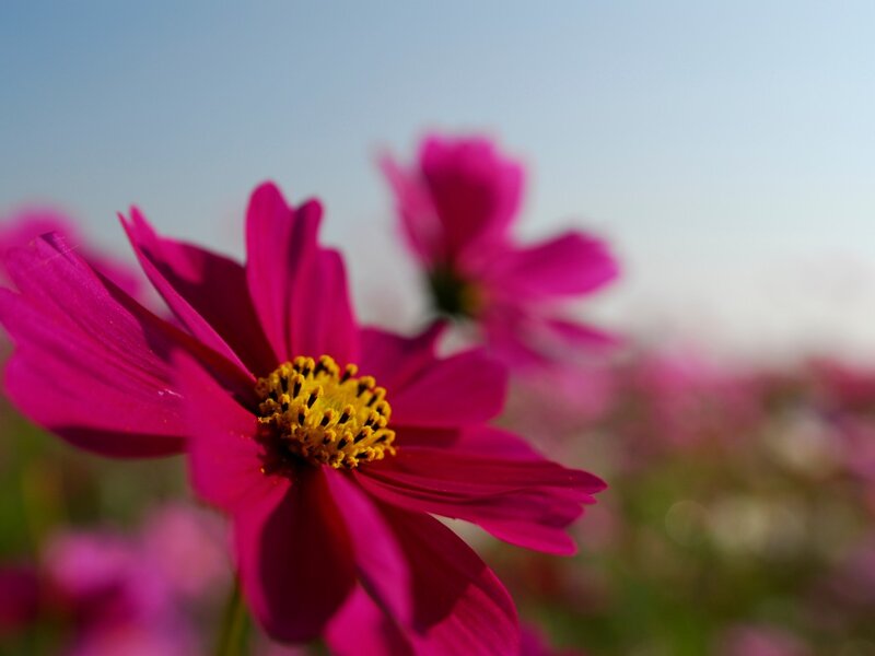 Pink Cosmos Flower — Magenta, Serene, Afternoon