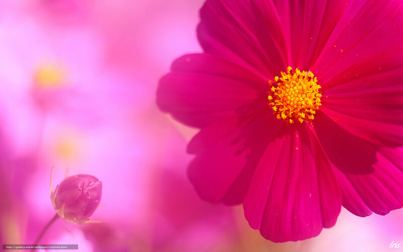 Pink Cosmos Flower — Magenta, Serene, Spring
