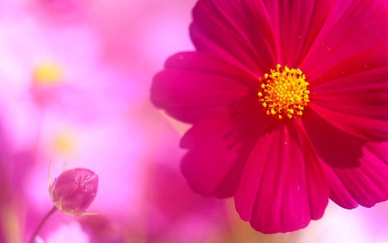 Pink Cosmos Flower — Magenta, Serene