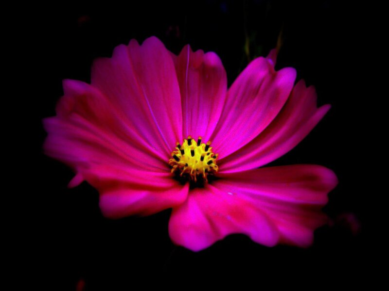 Pink Cosmos Flower — Magenta