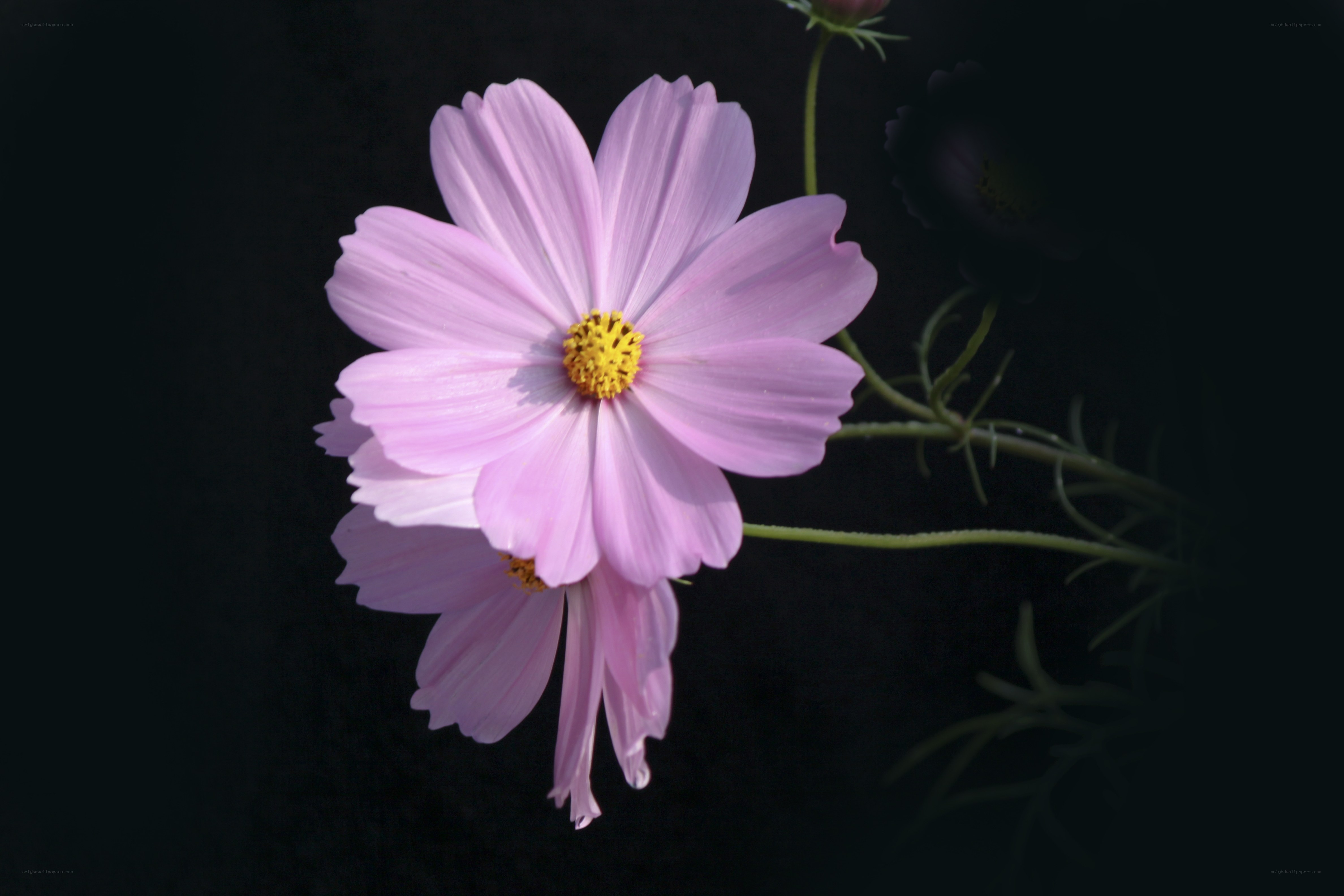 Pink cosmos flower on black