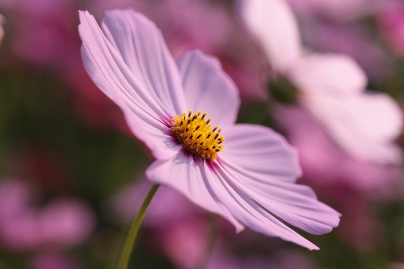 Pink Cosmos Flower — Purple, Serene, Afternoon, Photograph