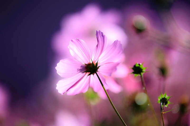 Pink Cosmos Flower — Purple, Serene, Afternoon