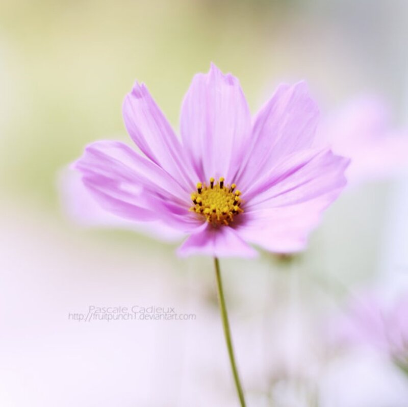 Pink Cosmos Flower — Purple, Serene, Spring