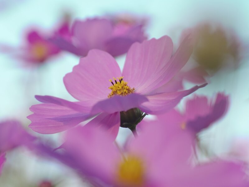 Pink Cosmos Flower — Purple, Serene