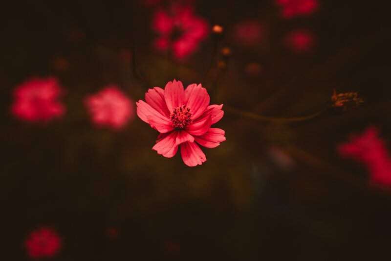 Pink Cosmos Flower — Red
